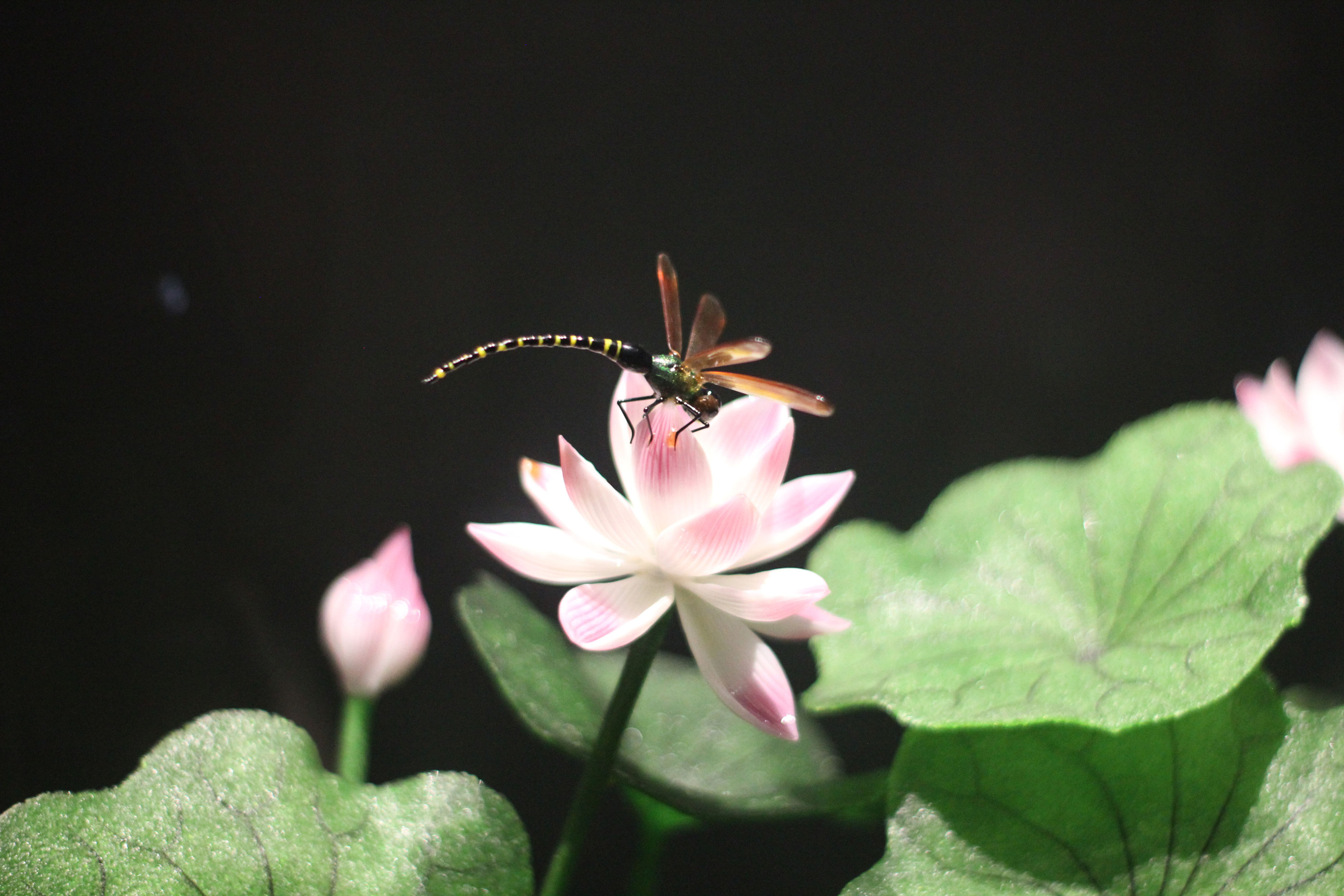 918������(�й���)�ٷ���վ